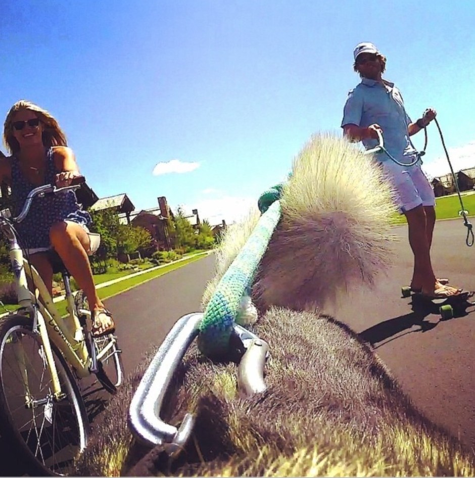 @ericcolsen: This is exactly what u think this is. A gopro attached to the sled dog harness of the furry bear while she pulls me on a skateboard. #littlebitofmagic #endlesssummer