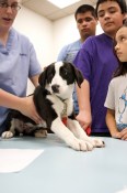 Kids at vet with puppy